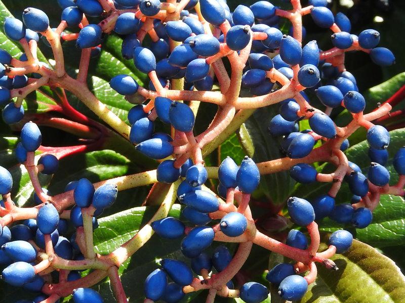 Leuchtend blaue Früchte zieren den Kissenschneeball im Herbst.