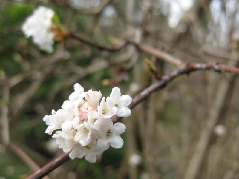 Winterliche zartrosa Blüten - Winterschneeball