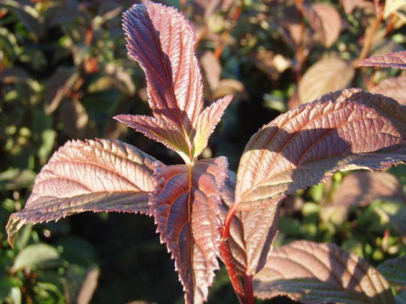 Das Laub von Viburnum farreri färbt sich im Oktober rot.