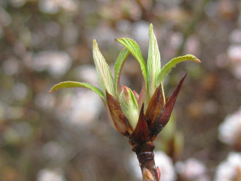 Blattaustrieb bei Viburnum farreri im März