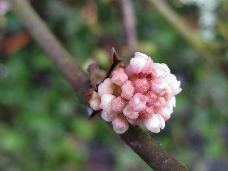 Knospen des Winterschneeballs