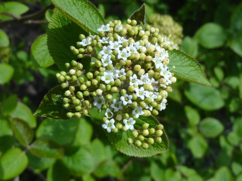 Viburnum lantana - weiße Blüte