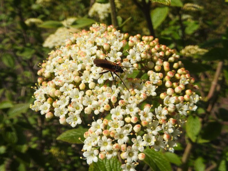 Die Blüten des Wolligen Schneeballs sind auch bei Insekten sehr beliebt.