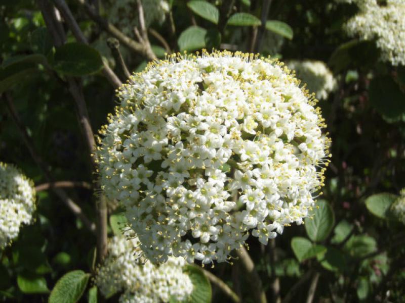 Wolliger Schneeball - weiße Blüten