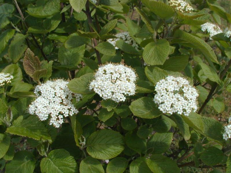 Wolliger Schneeball - die weißblühenden Schirmrispen sind bis zu 10 cm breit.