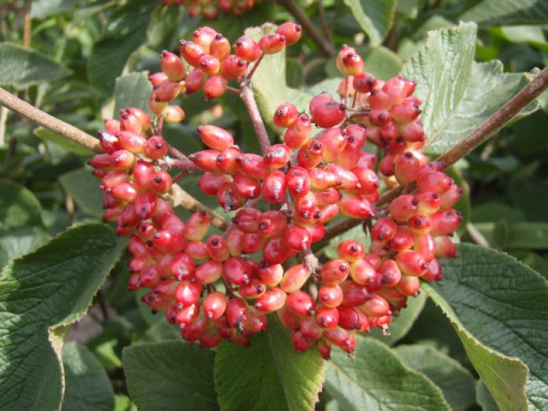 Die roten Steinfrüchte des Wolligen Schneeballs sind beliebt bei Vögeln.