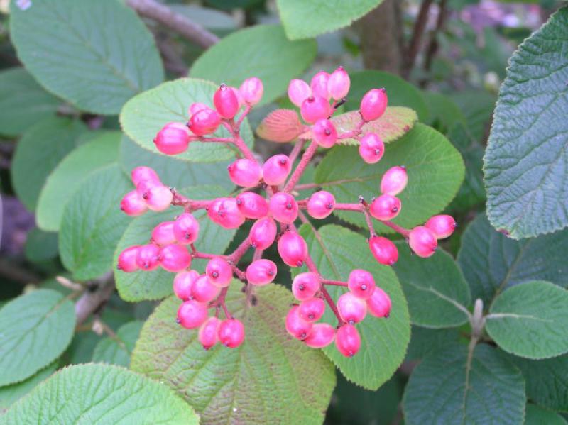 Wolliger Schneeball - rote Beeren