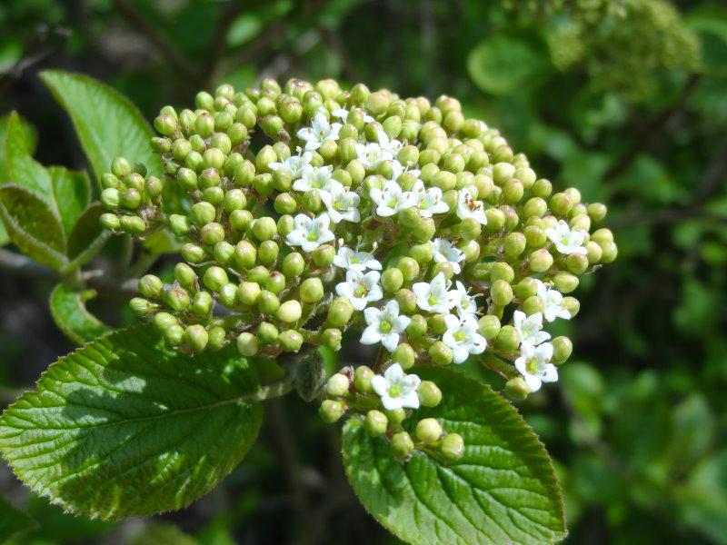 Blüte und Knospen von Viburnum lantana