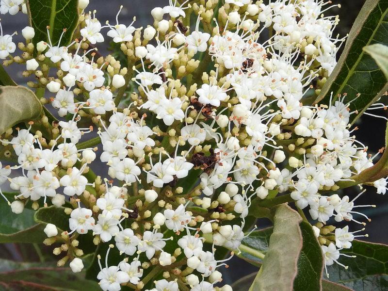 Weiße Blüte von Viburnum nudum