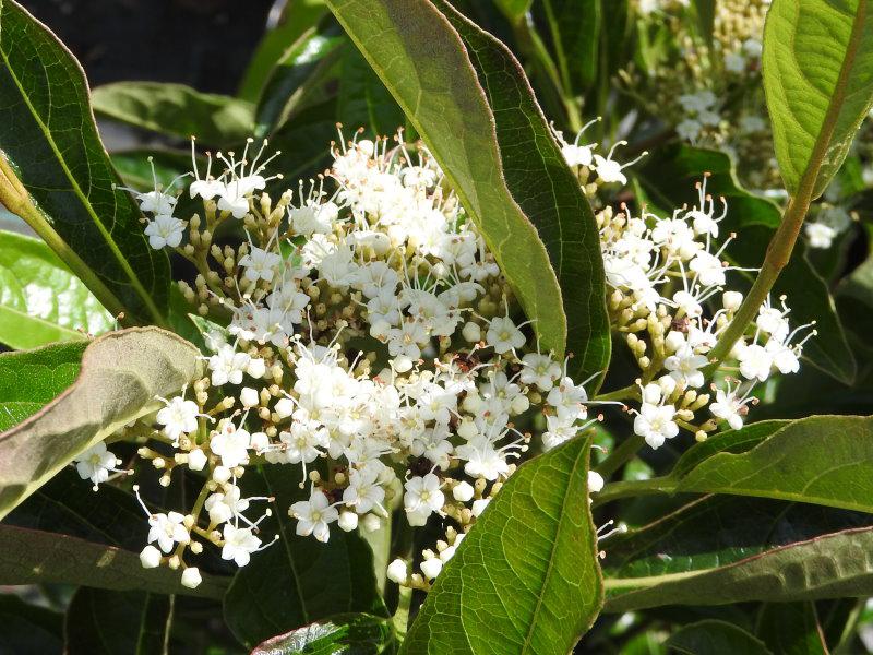 Viburnum nudum in Blüte