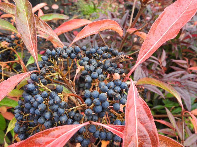Ausgereifte dunkelblaue Früchte des Viburnum nudum samt roter Herbstfärbung