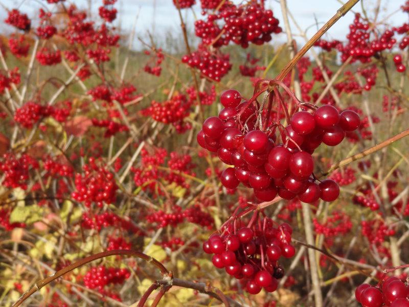 Eine Augenweide im Herbst - der rote Beerenschmuck des Gewöhnlichen Schneeballs