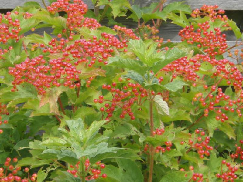 Roter Beerenschmuck des gemeinen Schneeballs