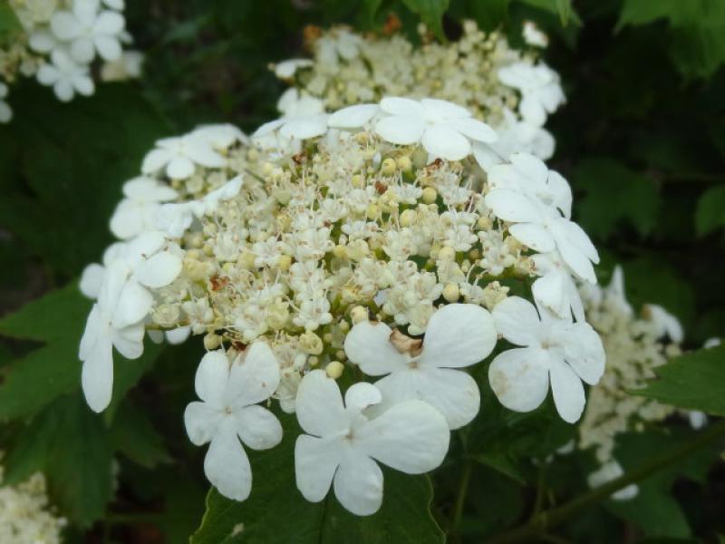 Weiße Blüte von Viburnum opulus