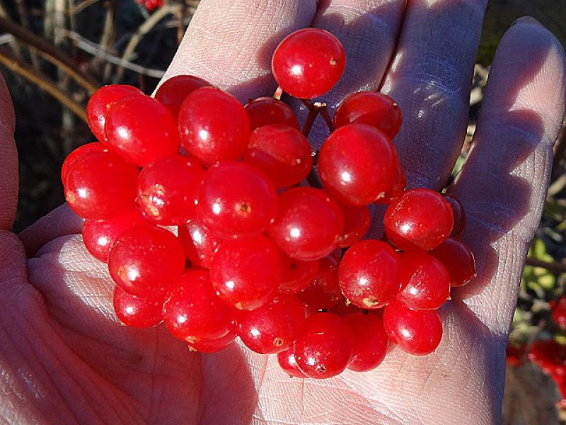 Viburnum opulus, schöne rot gefärbte Beeren