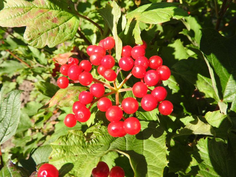 Viburnum opulus - roter Beerenschmuck