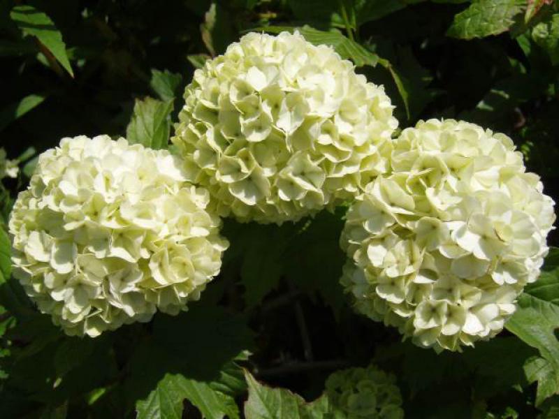 Schneballähnliche Blüten von Viburnum opulus Roseum