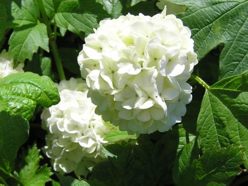 Weiße Blüten bei Viburnum opulus Roseum