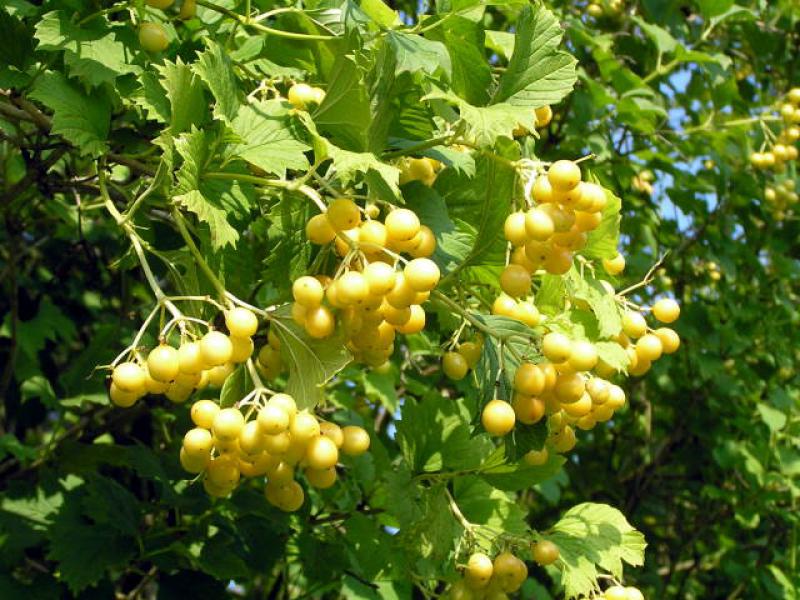 Schön gefärbte gelbe Früchte von Viburnum opulus Xanthocarpum