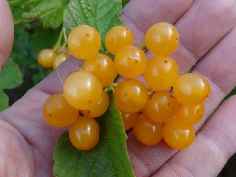 Gelbe Beeren von Viburnum opulus Xanthocarpum