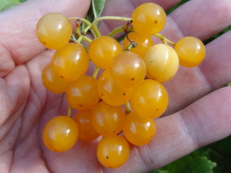 Schöner gelber Beerenschmuck: Viburnum opulus Xanthocarpum