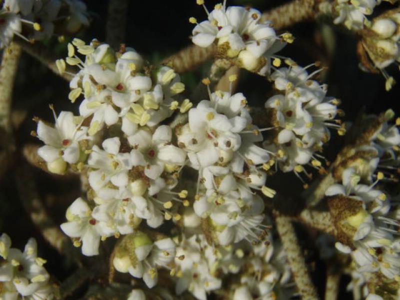Blütenknospen von Viburnum rhytidophyllum