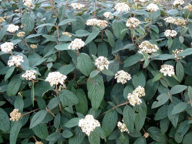 Viburnum rhytidophyllum in Blüte