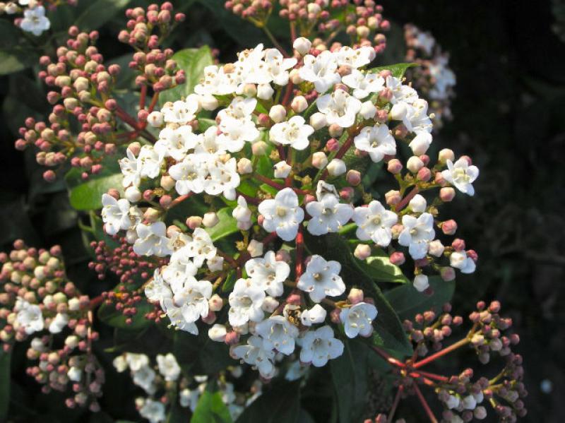Lorbeer-Schneeball - rosa Knospen und weiße Blüten