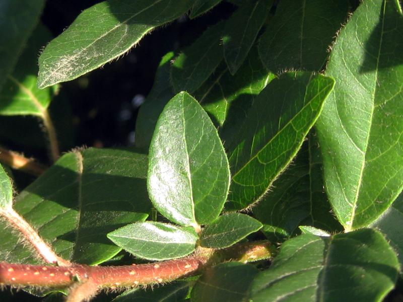 Der Lorbeer-Schneeball trägt immergrüne Blätter