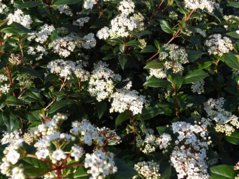 Der dichte Blütenflor des Lorbeer-Schneeballs