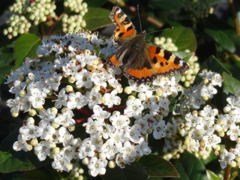 Lorbeer-Schneeball mit Schmetterling