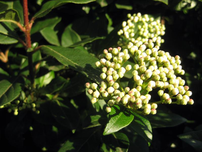 Lorbeer-Schneeball - Knospen