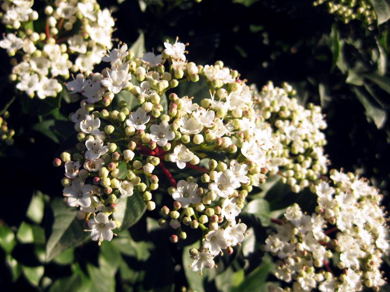 Früh im Jahr ziert der Viburnum tinus den Garten mit seiner üppigen Blüten