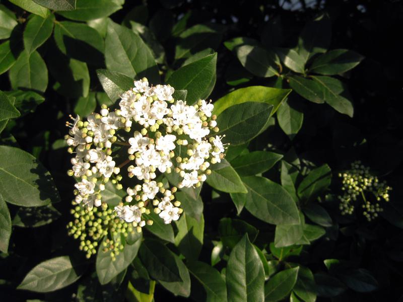 Viburnum tinus - ein immergrüner Frühblüher