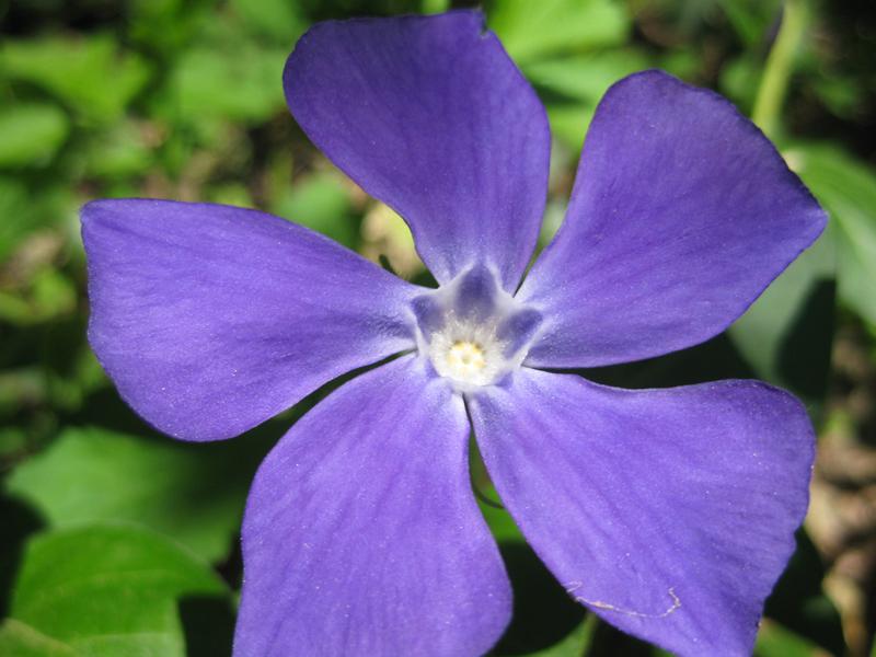 Tiefblaue Blüte des Großen Immergrüns