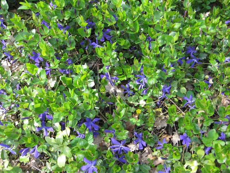 Blaublühender Bodendecker Vinca major