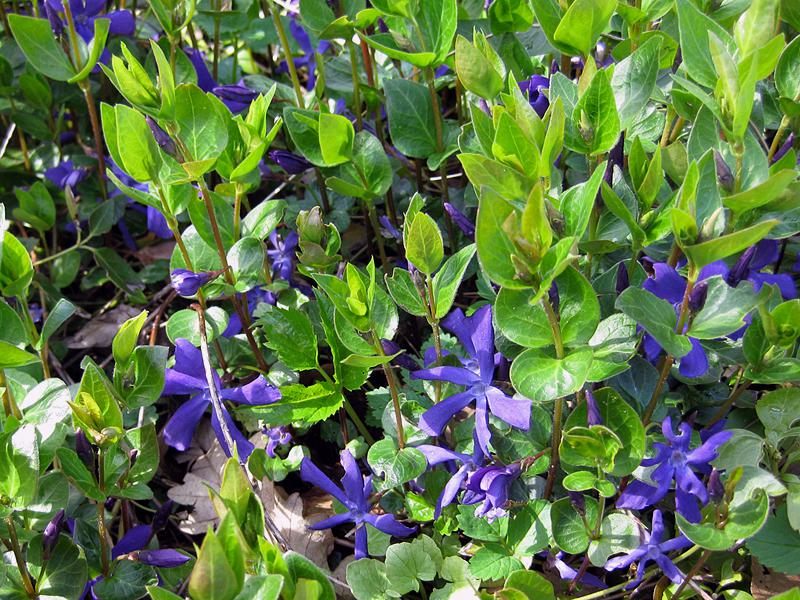 Vinca major in voller Blüte