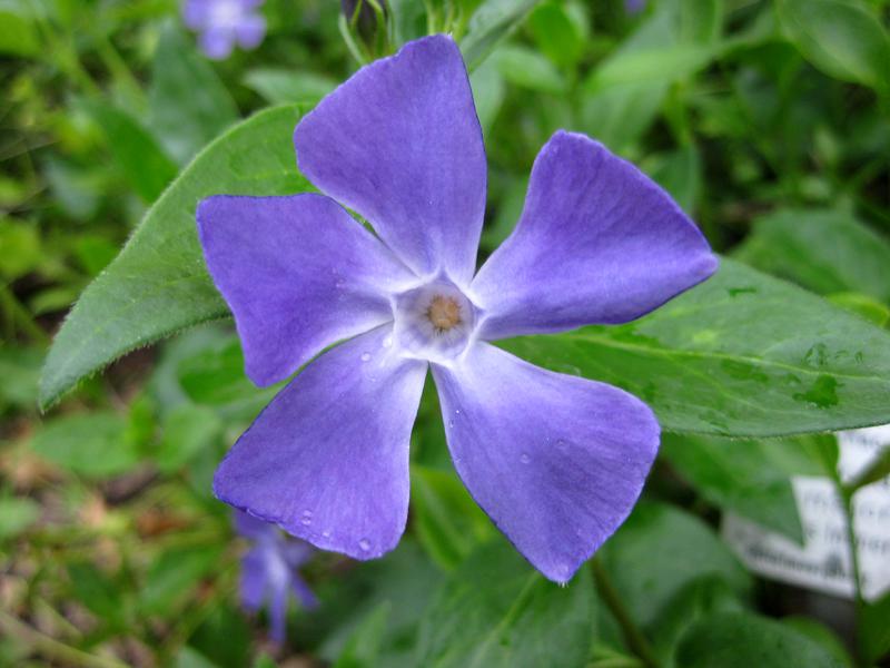 Auffällige Blüte der Großen Vinca