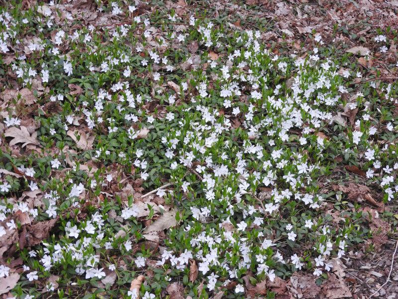 Weißblühendes Immergrün als Unterpflanzung im Kronenbereich einer Eiche.