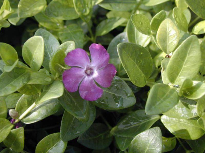 Violettblühendes Immergrün