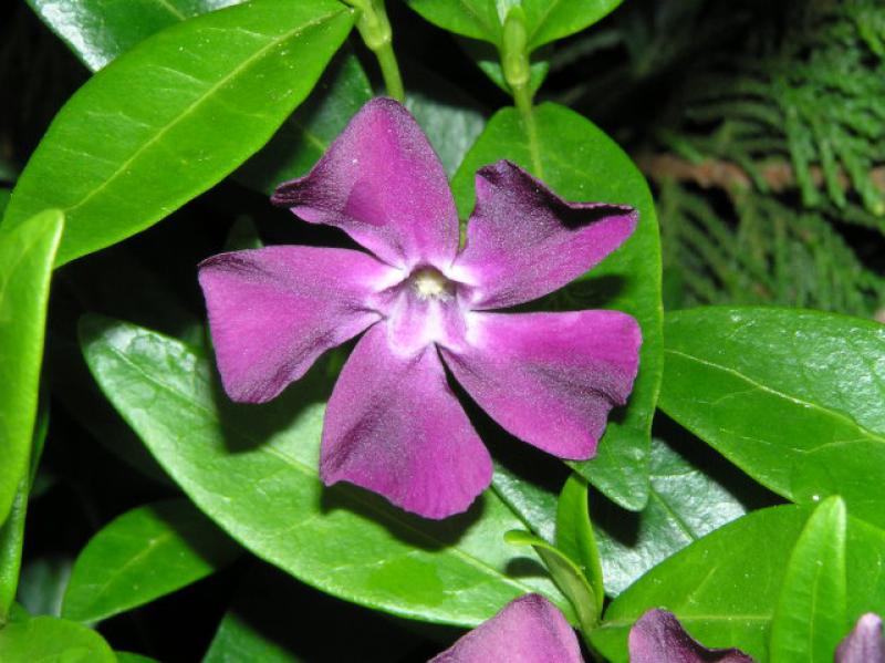 Violettblühendes Immergrün