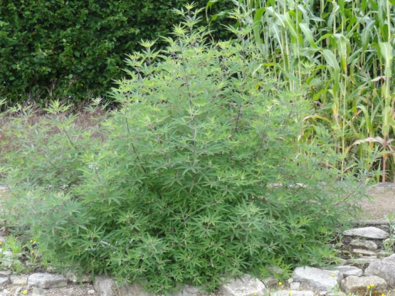 Vitex agnus-castus: Solitärstrauch