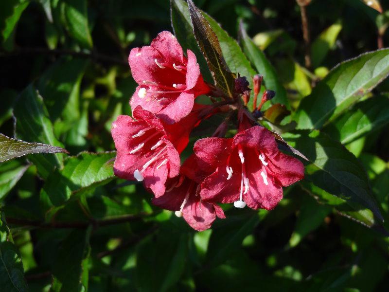 Heckenpflanzen Baumschule Baumschule direkt Pflanzenversand Eggert der Blütensträucher, - Eggert - vom Weigelie Bristol Bristol Ruby) Ruby Baumschulen, (Weigela