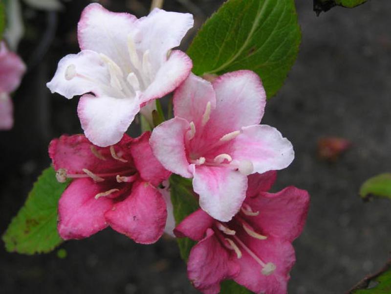 Weigelie Carnaval mit schöner dreifarbiger Blüte