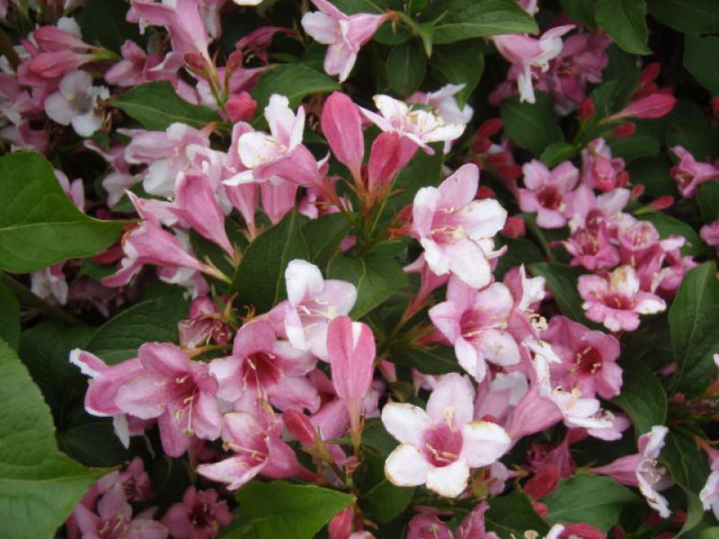 Weigelie Carnaval in voller Blüte