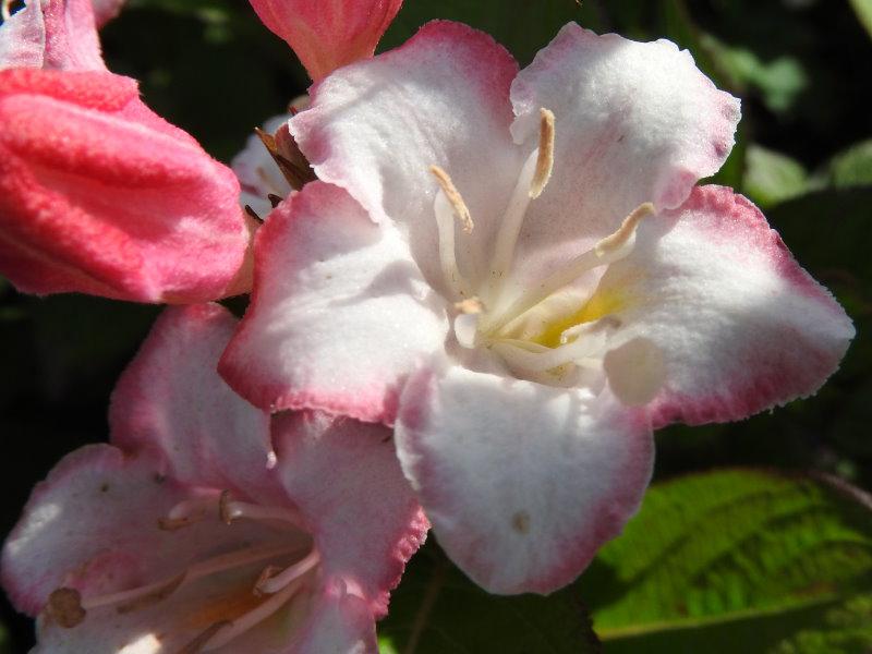 Nahaufnahme der weiß-pinken Blüte der Weigelie Carnaval