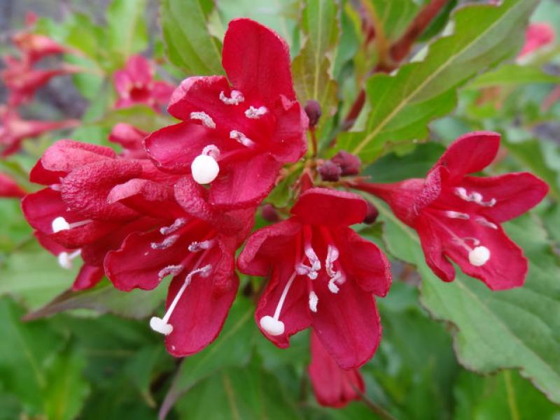 Wunderschöne rote Blüten der Weigelie Lucifer