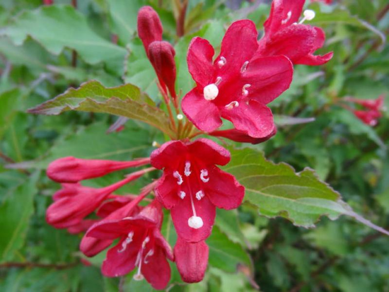 Weigela Lucifer in Blüte