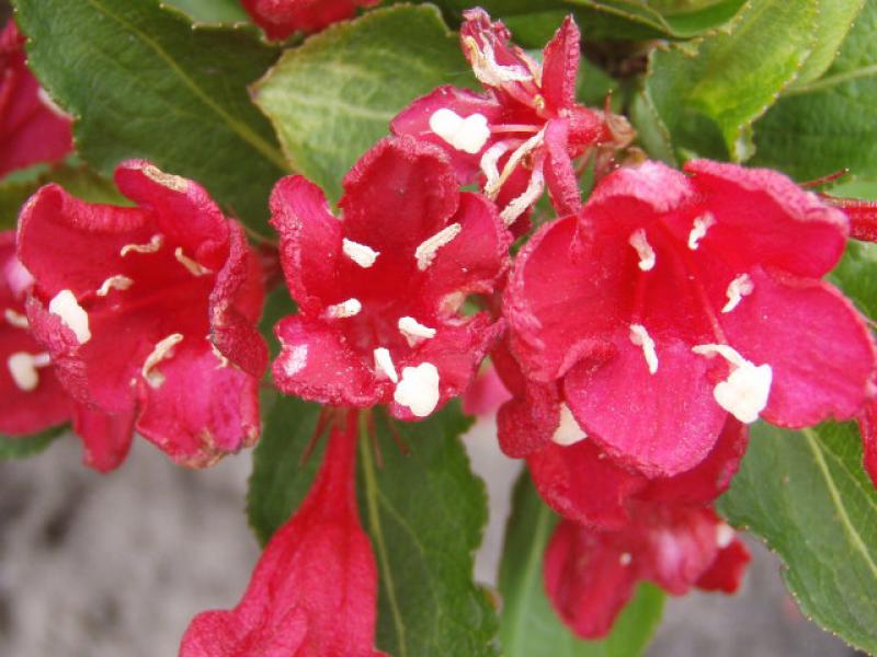 Weigelie Red Prince - leuchtend rote Blüten