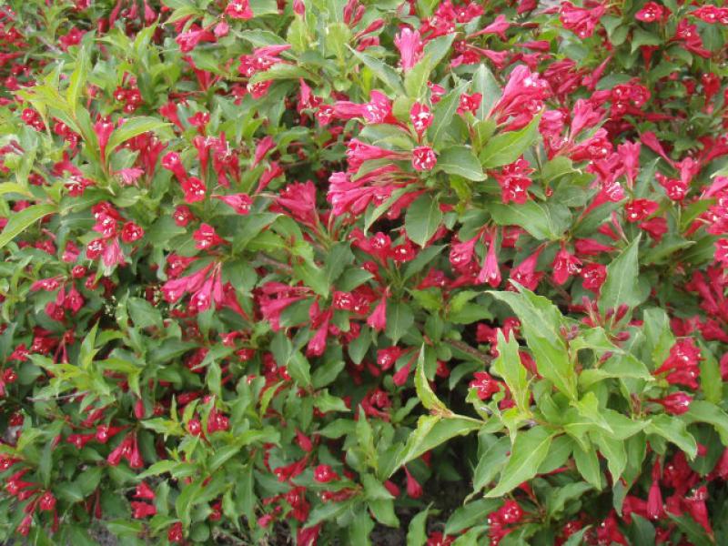 Weigelie Red Prince bedeckt von roten Blüten